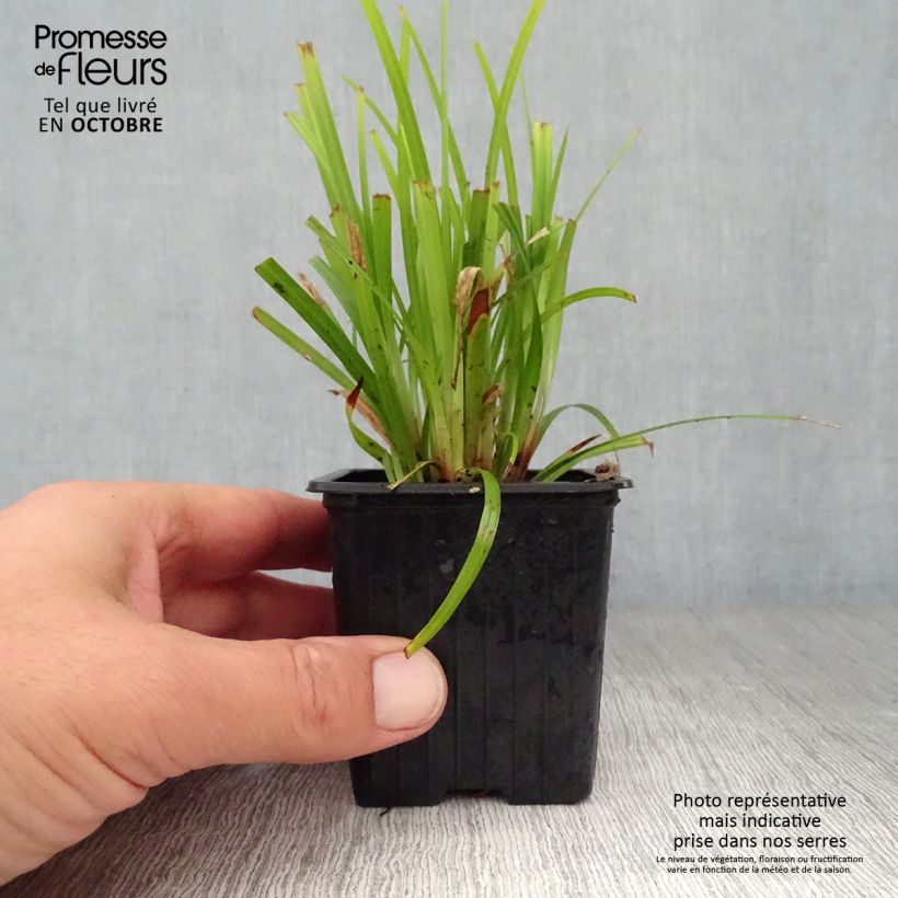 Ejemplar de Carex grayi Maceta de 8/9 cm entregado en otoño