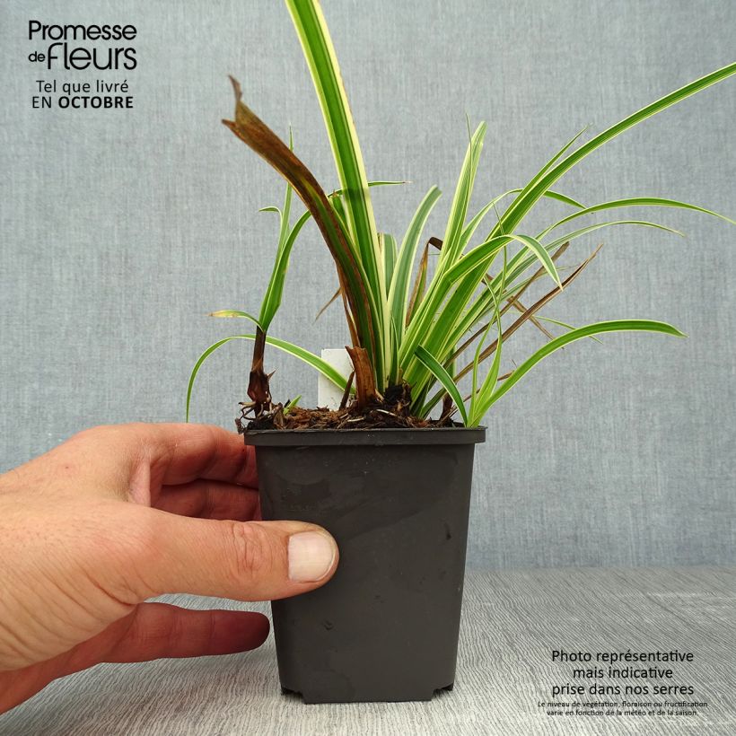 Ejemplar de Carex foliosissima Aureovariegata Maceta de 8/9 cm entregado en otoño