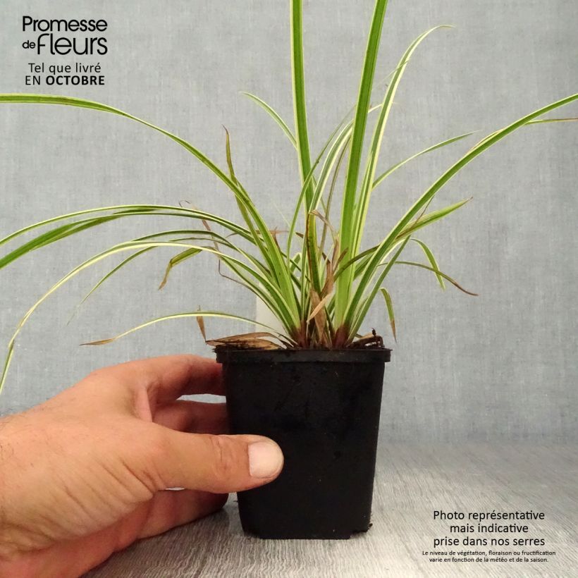 Ejemplar de Carex morrowii Goldband Maceta de 8/9 cm entregado en otoño