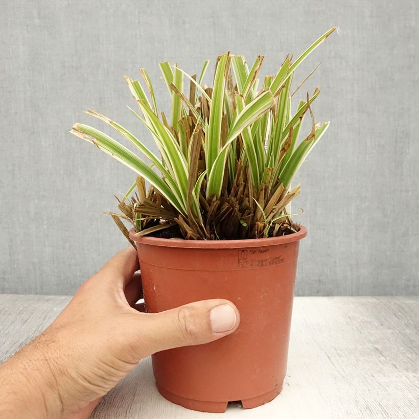 Ejemplar de Carex morrowii Goldband - Laîche du Japon - Pot de 1L/1,5L entregado en verano