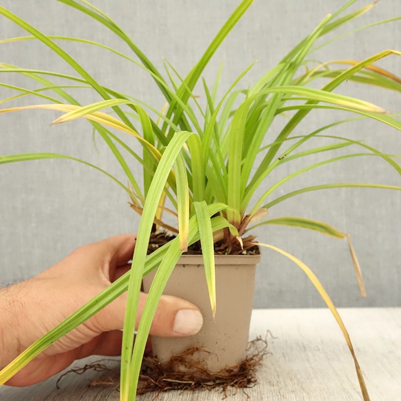 Ejemplar de Carex foliosissima Irish Green Maceta de 8/9 cm entregado en otoño