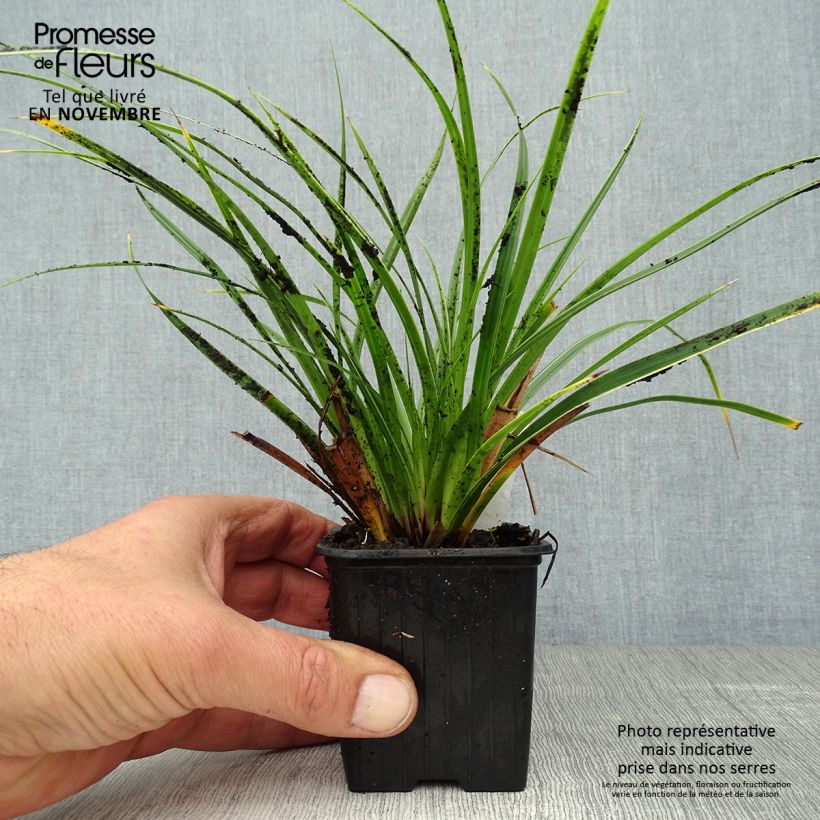 Ejemplar de Carex morrowii Variegata Maceta de 8/9 cm entregado en otoño