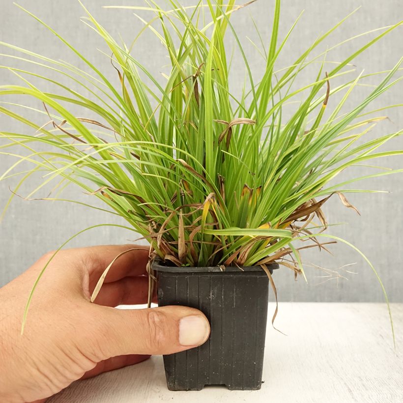 Ejemplar de Carex morrowii Variegata - Laîche du Japon en godet de 9 cm entregado en verano