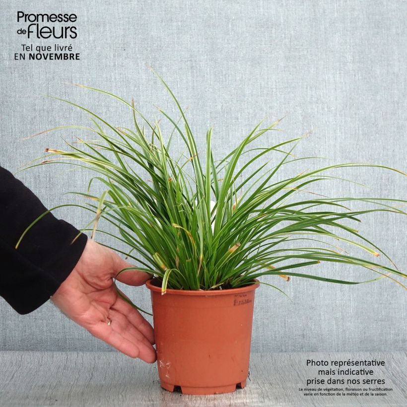Ejemplar de Carex morrowii Variegata Maceta 1L/1,5L entregado en otoño