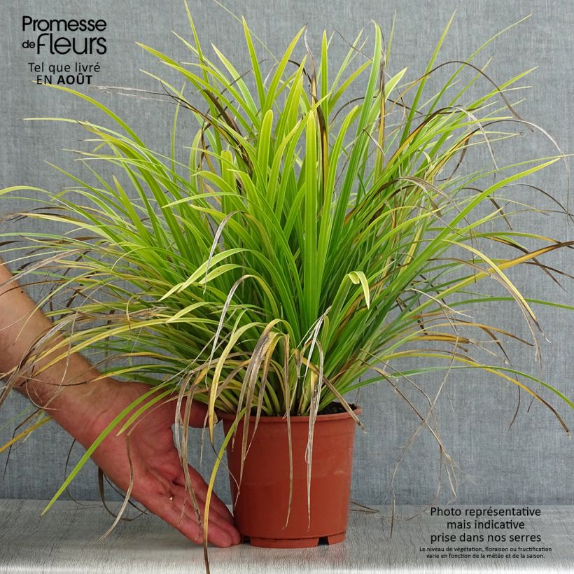 Ejemplar de Carex morrowii Variegata - Laîche du Japon en pot de 2L/3L entregado en verano