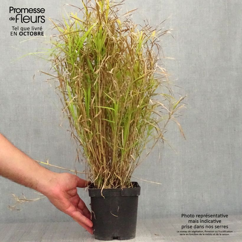 Ejemplar de Carex muskingumensis Maceta 2L/3L entregado en otoño