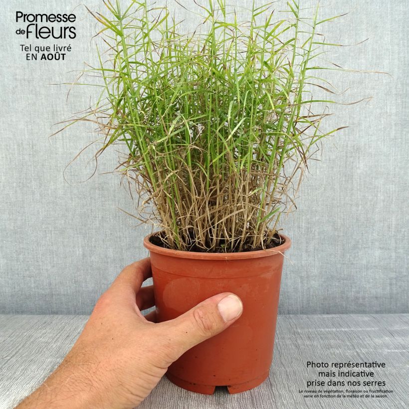 Ejemplar de Carex muskingumensis Little Midge - Laîche d'Amérique en pot de 1L/1.5L entregado en verano