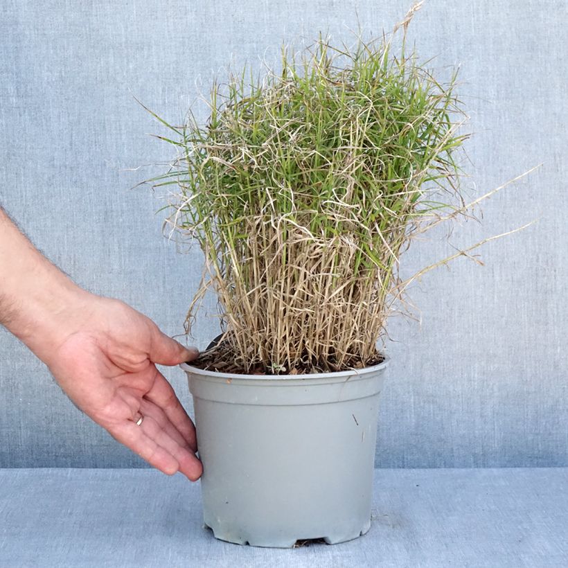 Ejemplar de Carex muskingumensis Little Midge Maceta 3L/4L entregado en verano