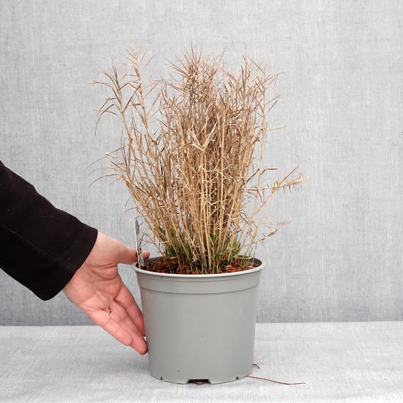 Carex muskingumensis Little Midge Maceta 3L/4L Ejemplar entregado en invierno