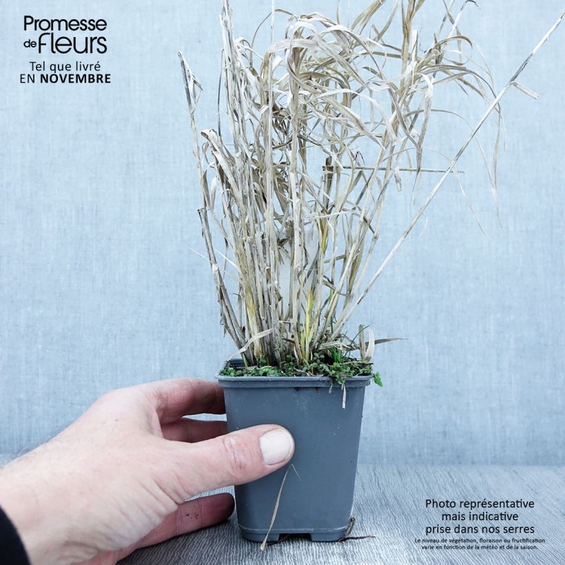 Ejemplar de Carex muskingumensis Oehme Maceta de 8/9 cm entregado en otoño