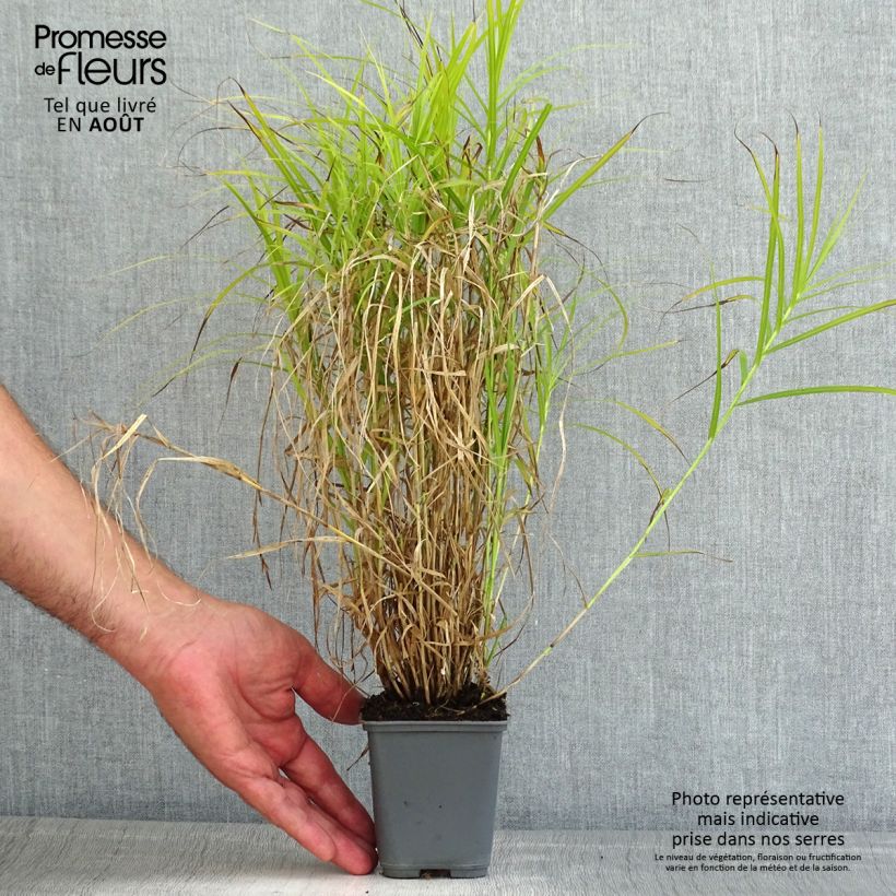 Ejemplar de Carex muskingumensis Oehme - Laîche palmée Godet de 9cm entregado en verano