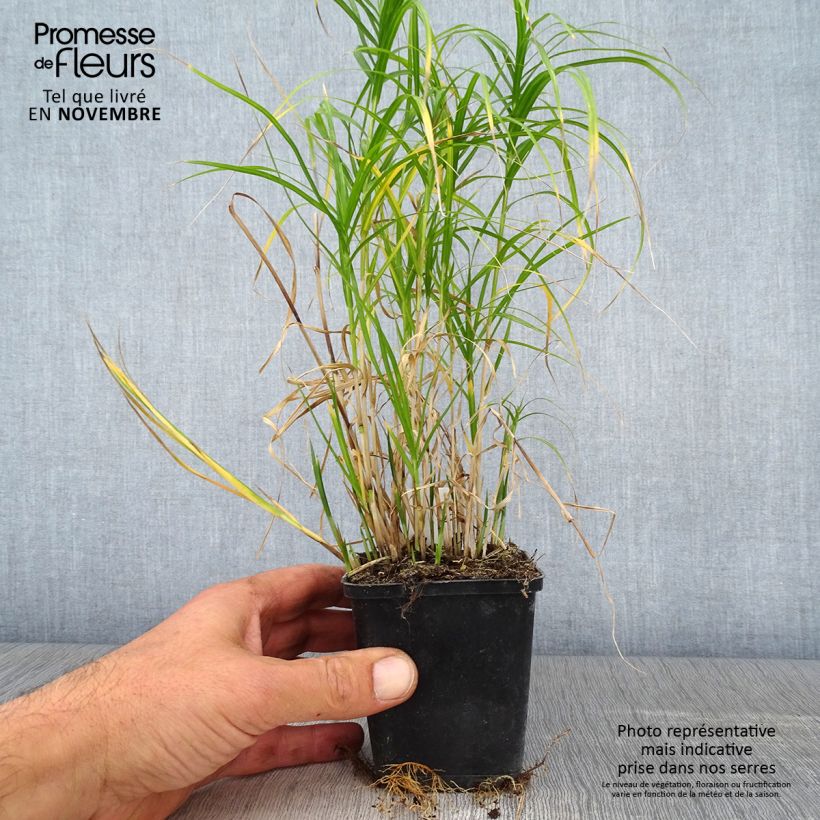 Ejemplar de Carex muskingumensis Silberstreif Maceta de 8/9 cm entregado en otoño