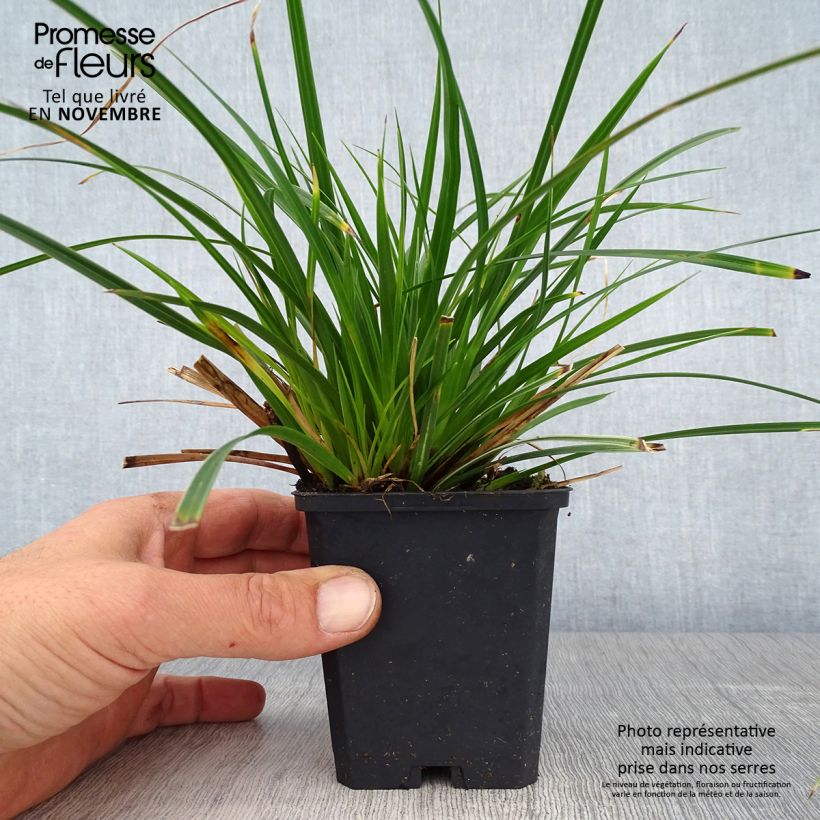 Ejemplar de Carex muskingumensis variegata Maceta de 8/9 cm entregado en otoño