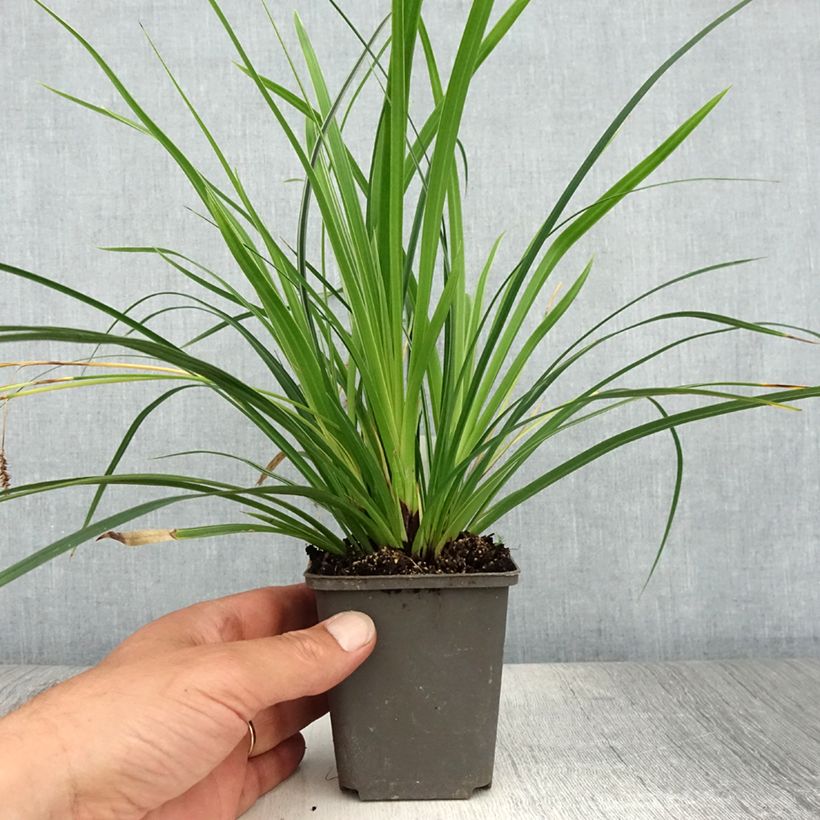 Ejemplar de Carex muskingumensis variegata Maceta de 8/9 cm entregado en verano