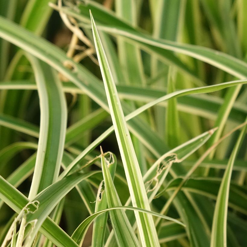 Carex muskingumensis variegata (Follaje)