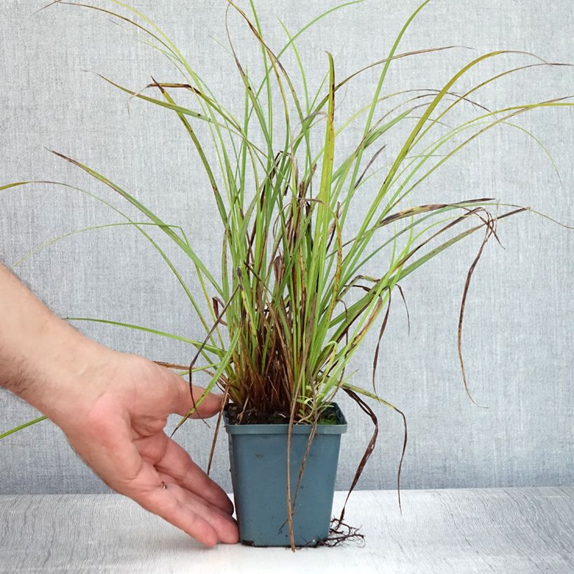 Ejemplar de Carex nigra - Laîche noire Godet de 9cm entregado en verano