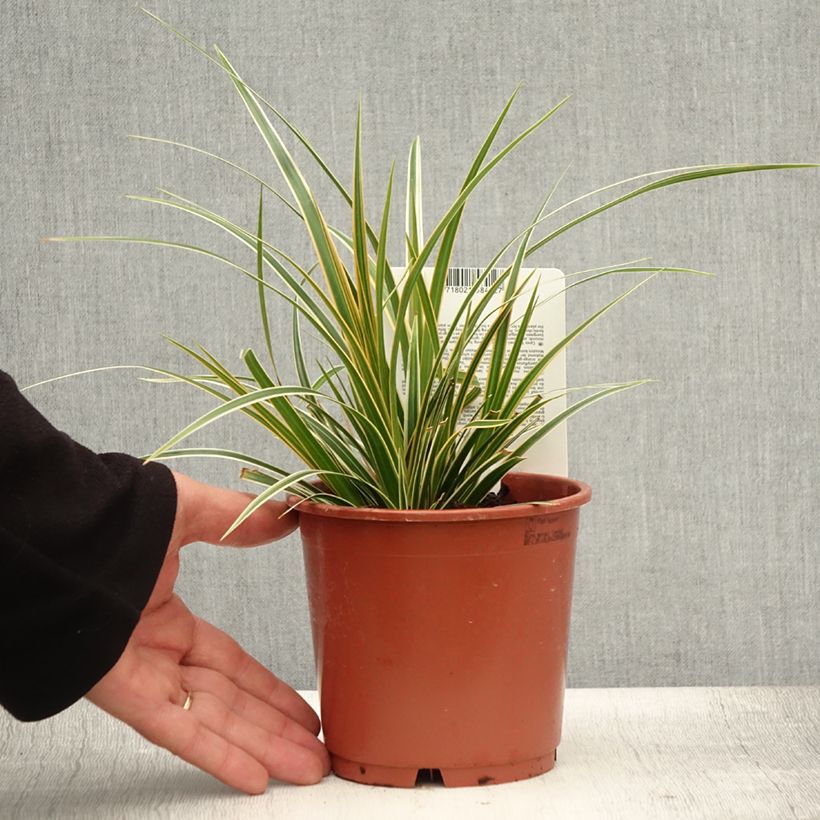 Ejemplar de Carex oshimensis Everglow - Laîche d'Oshima Pot de 1,5L/2L entregado en verano