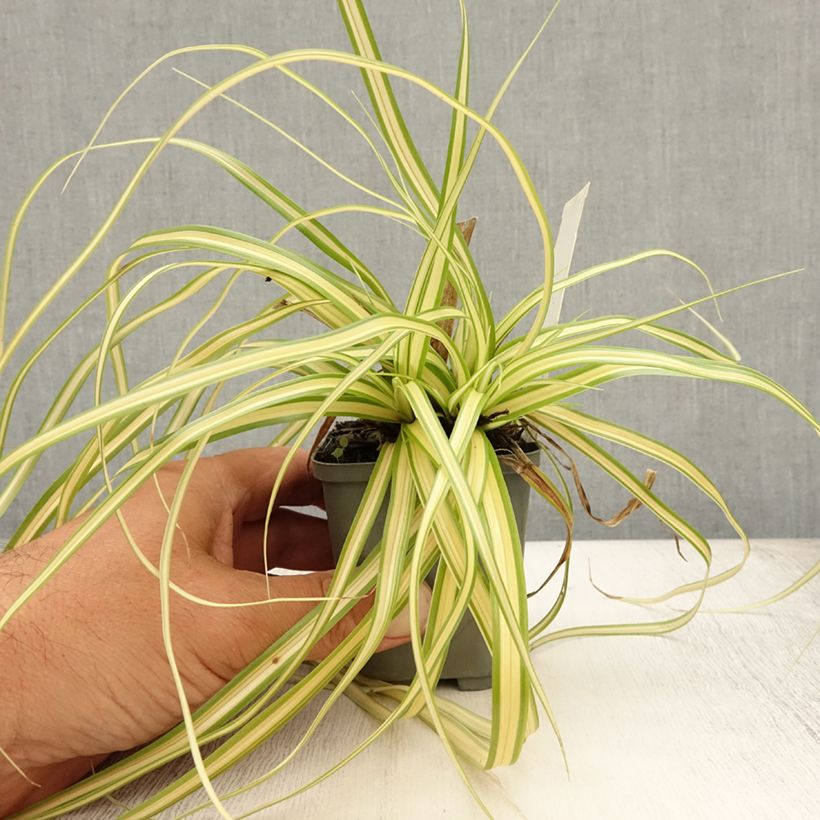 Ejemplar de Carex oshimensis Evergold Maceta de 8/9 cm entregado en verano