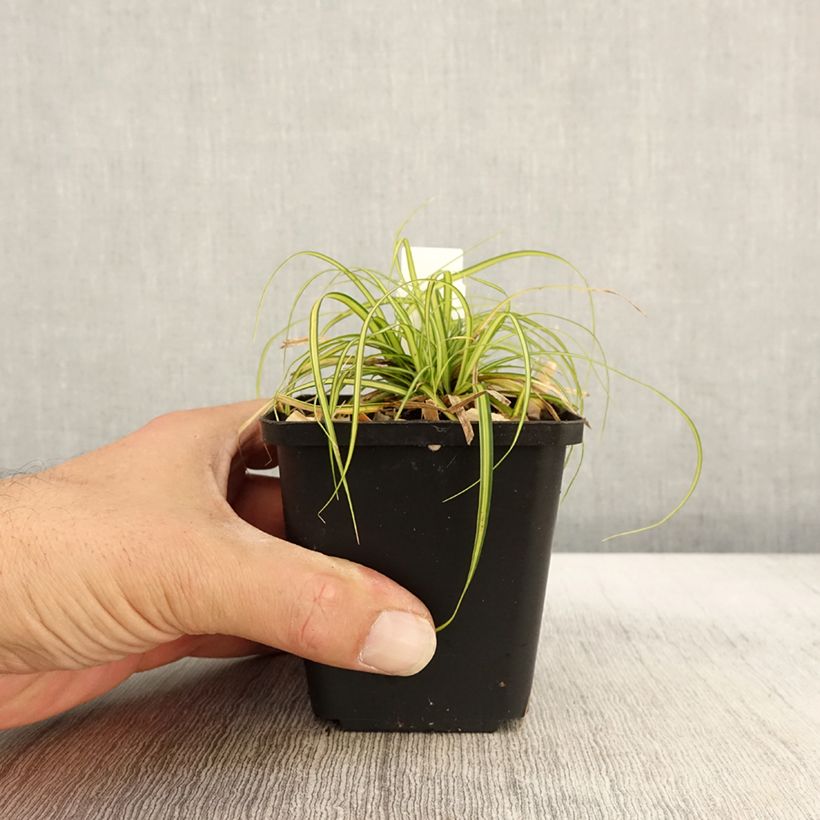 Ejemplar de Carex oshimensis EverColor Eversheen Maceta de 8/9 cm entregado en otoño