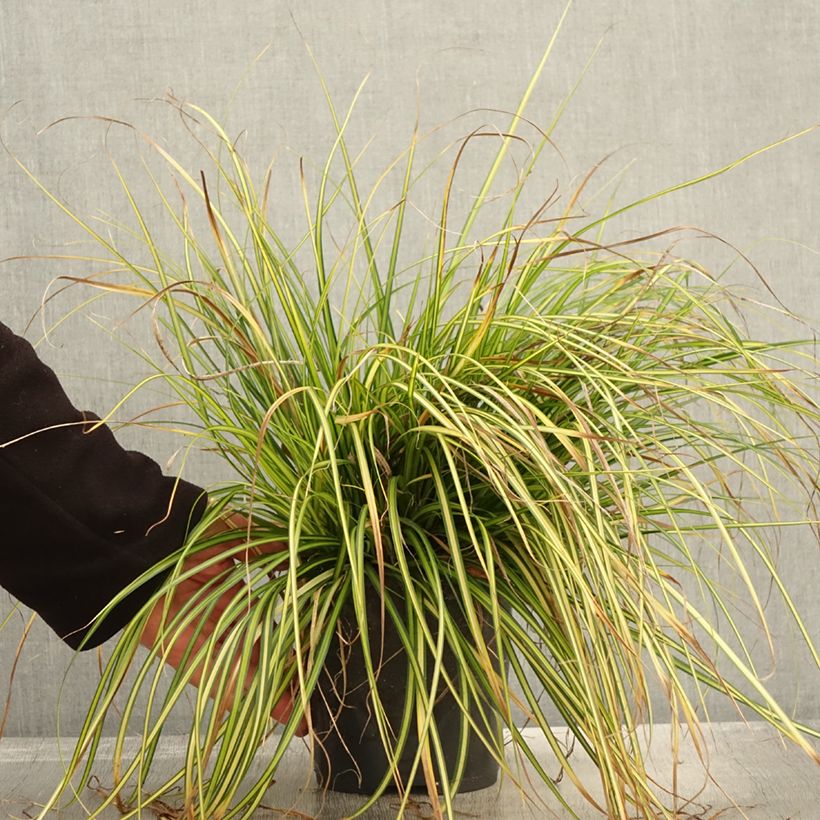Ejemplar de Carex oshimensis EverColor Eversheen Maceta 2L/3L entregado en otoño