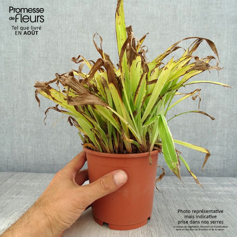Ejemplar de Carex siderosticha Variegata - Laîche en pot de 1L/1.5L entregado en verano