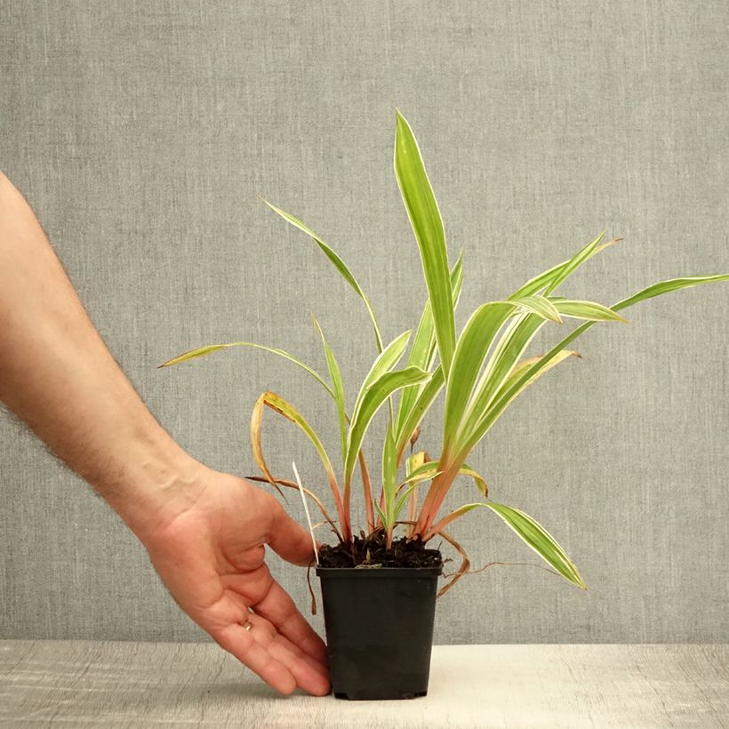 Ejemplar de Carex siderosticha Variegata - Laîche Godet de 9cm entregado en verano