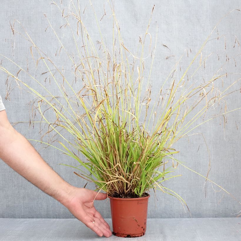 Ejemplar de Carex sylvatica Maceta 1L/1,5L entregado en verano
