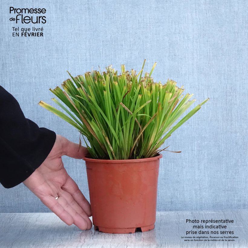 Carex sylvatica Maceta 1L/1,5L Ejemplar entregado en invierno