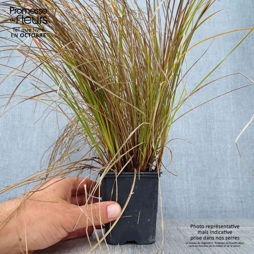 Ejemplar de Carex testacea Lime Shine Maceta de 8/9 cm entregado en otoño