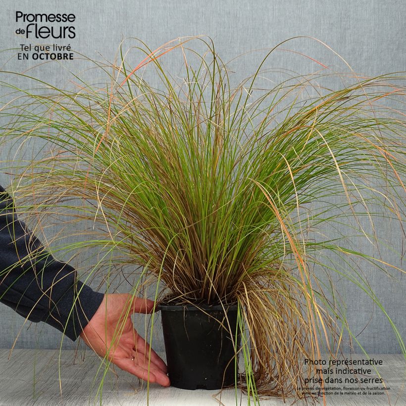 Ejemplar de Carex testacea Prairie Fire Maceta 2L/3L entregado en otoño