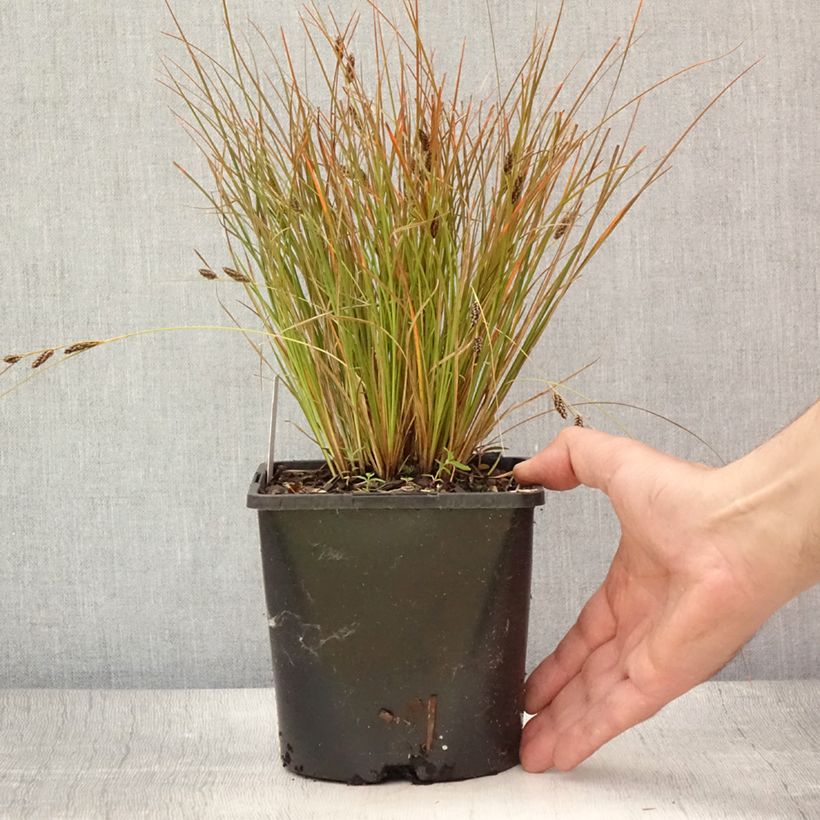 Ejemplar de Carex testacea Prairie Fire - Laîche orange Pot de 2L/3LHauteur livrée env. 50/60cm entregado en verano