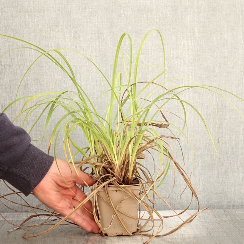 Ejemplar de Carex trifida Rekohu Sunrise Maceta de 8/9 cm entregado en otoño