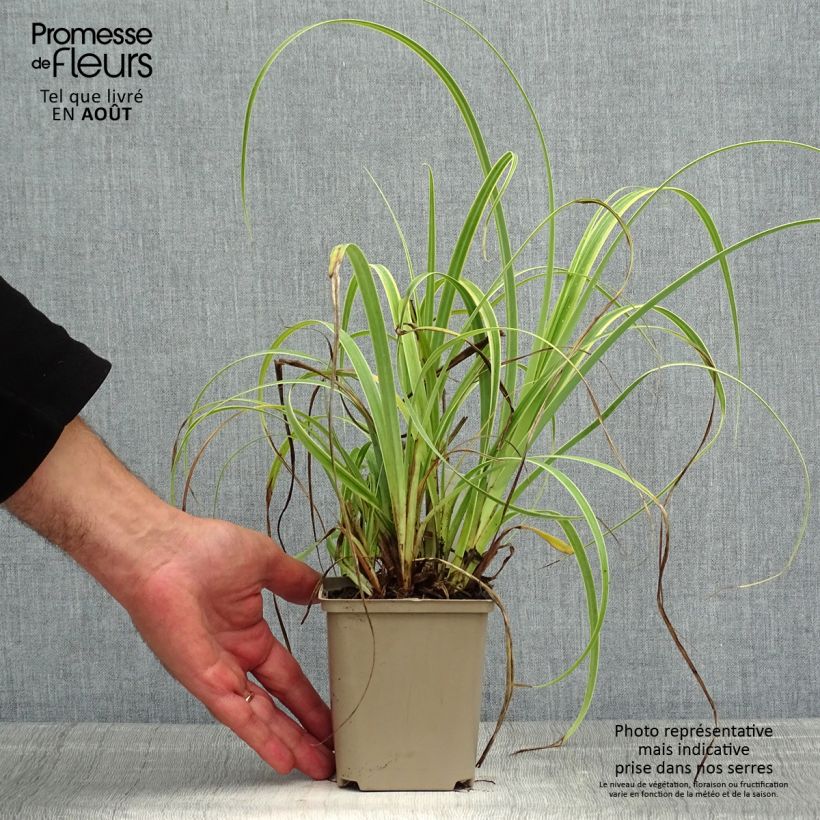 Ejemplar de Carex trifida Rekohu Sunrise - Laîche Godet de 8/9 cm entregado en verano
