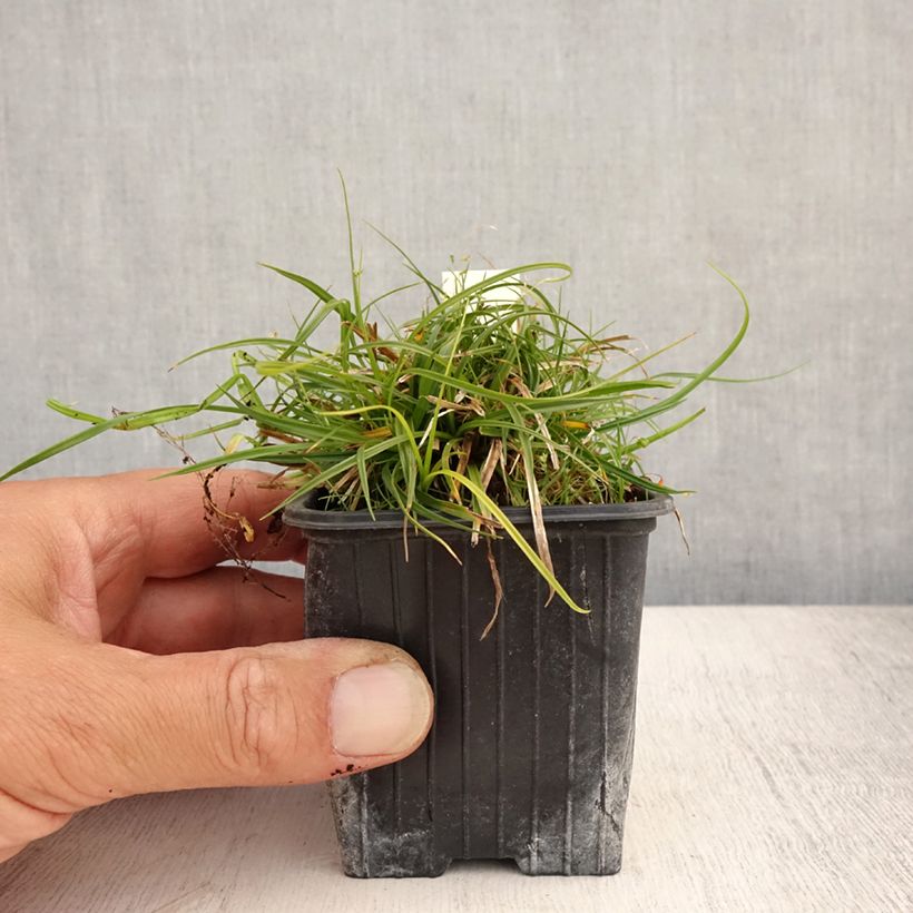 Ejemplar de Carex umbrosa - Laîche des ombrages Godet de 8/9 cm entregado en verano