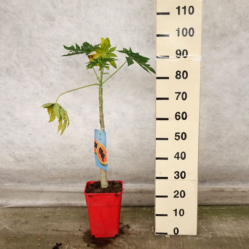 Ejemplar de Papaya - Carica papaya Maceta 6L/7L entregado en otoño