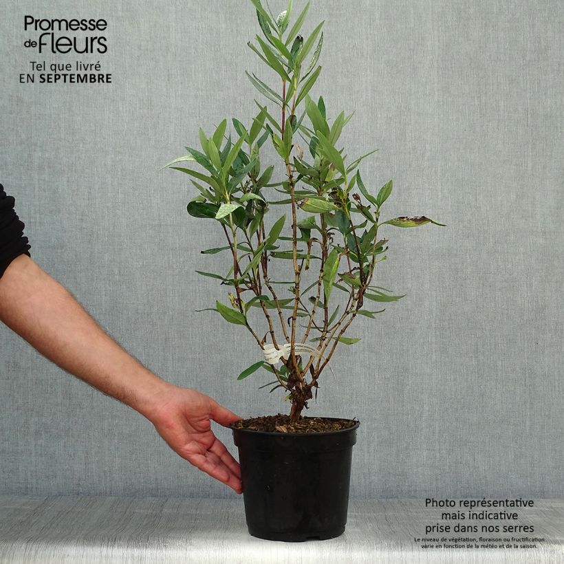 Ejemplar de Carpenteria californica - Anémona de California Maceta 3L/4L entregado en otoño
