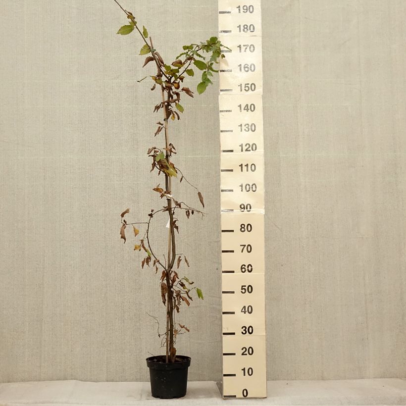 Ejemplar de Carpe - Carpinus betulus Maceta 4L/5L entregado en otoño