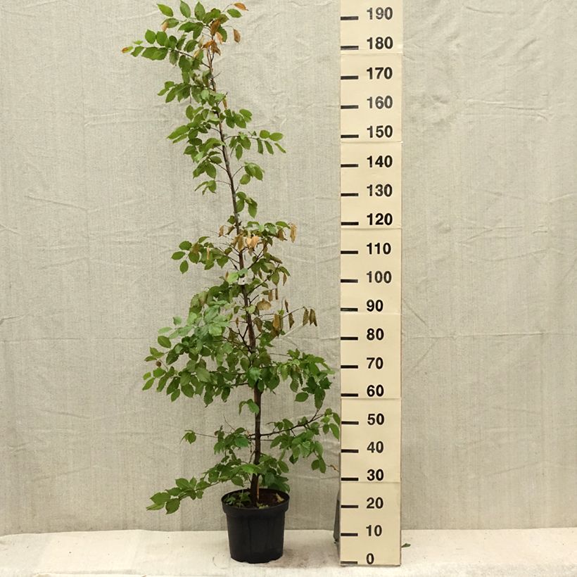 Ejemplar de Carpe - Carpinus betulus Maceta 4L/5LAltura de entrega aprox. 150/175cm entregado en verano