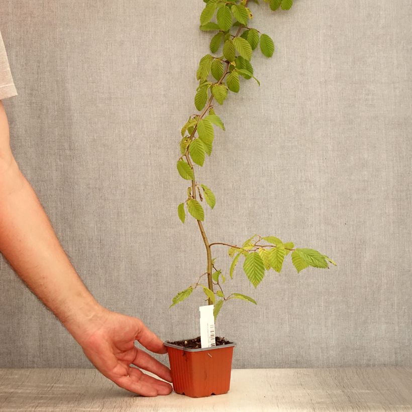 Ejemplar de Carpe - Carpinus betulus Maceta de 8/9 cmAltura de entrega aprox. 10/15cm entregado en verano