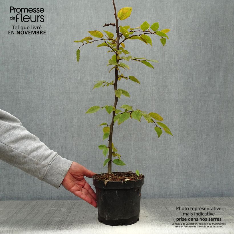 Ejemplar de Carpe - Carpinus betulus Maceta 2L/3L entregado en otoño