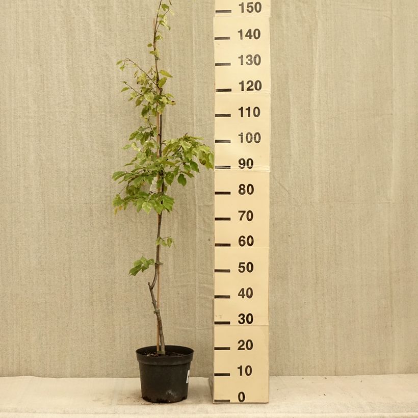 Ejemplar de Carpe Foliis Argenteovariegatis Pendula - Carpinus betulus Maceta 4L/5LAltura de entrega aprox. 150cm entregado en verano