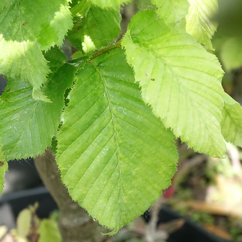 Carpe Globus - Carpinus betulus (Follaje)