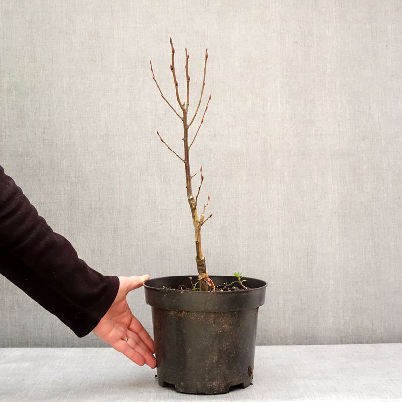 Carpe Globus - Carpinus betulus Maceta 4L/5L Ejemplar entregado en invierno