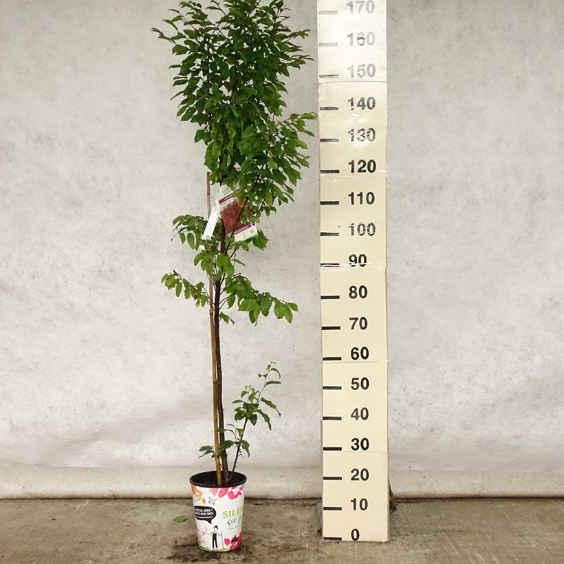 Ejemplar de Carpe Orange Retz - Carpinus betulus Maceta 4L/5LAltura de entrega aprox. 100/120cm entregado en verano