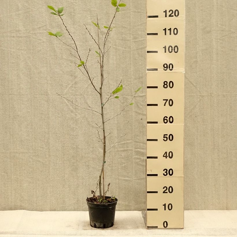 Ejemplar de Carpe Quercifolia - Carpinus betulus Maceta 2L/3L entregado en otoño