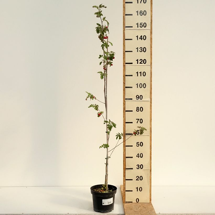 Ejemplar de Carpe Quercifolia - Carpinus betulus Maceta 4L/5L entregado en verano