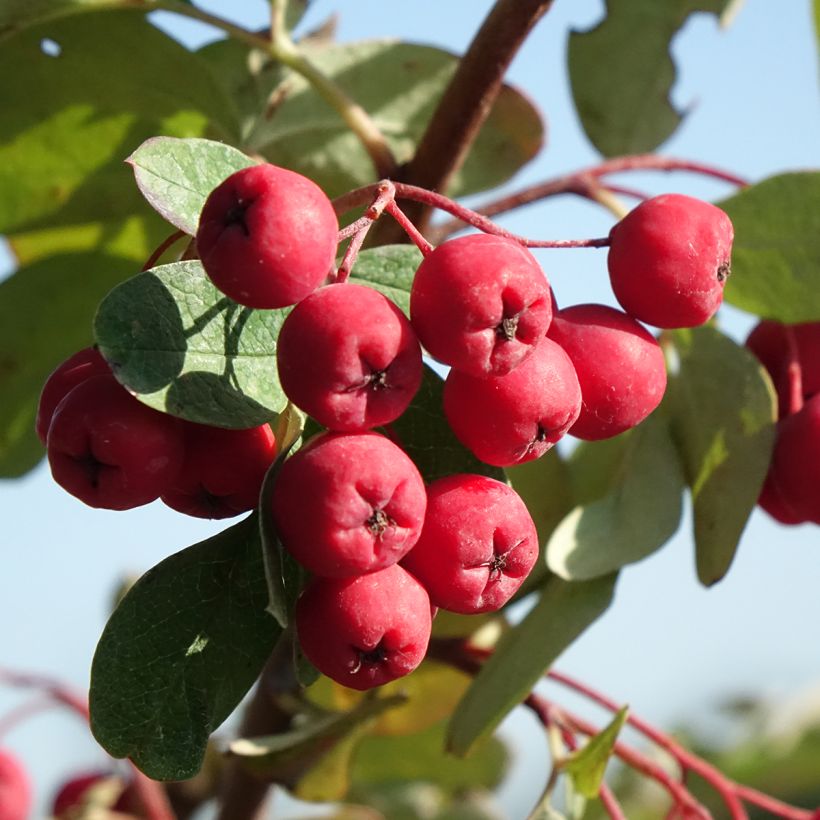 Carpe Quercifolia - Carpinus betulus (Cosecha)