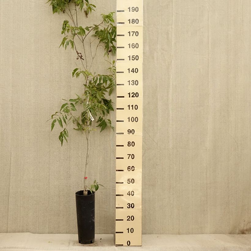 Ejemplar de Nuez americana Delmas Maceta 6L/7L entregado en otoño