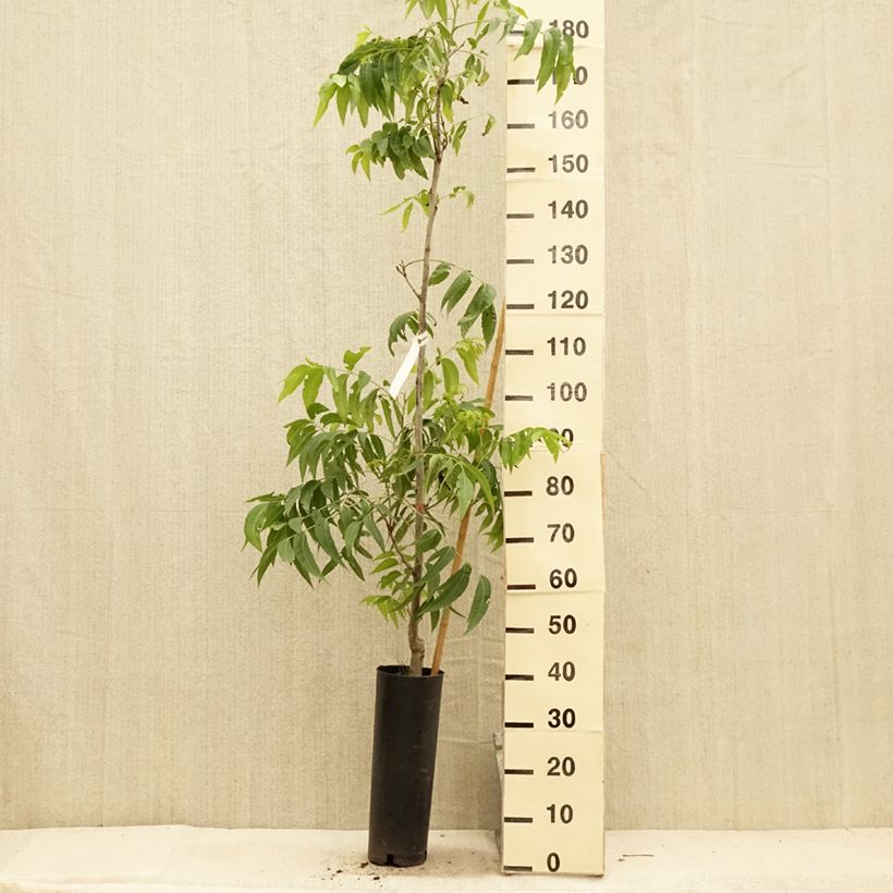 Ejemplar de Nuez americana Delmas Maceta 6L/7LAltura de entrega aprox. 100/150cm entregado en verano