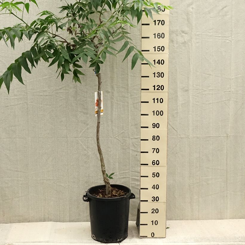 Ejemplar de Nuez americana - Carya illinoinensis Maceta 20L/25LAltura de entrega aprox. 200/230cm entregado en verano